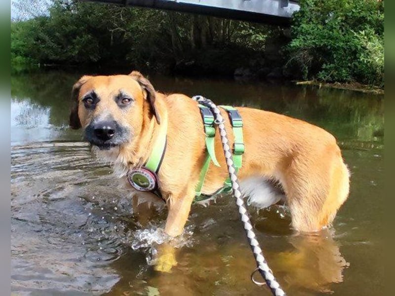 Besuche Taro in 24885 Sieverstedt ❤