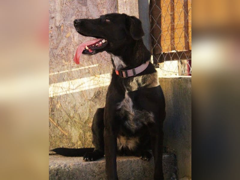 Xena - lebensfrohe, aktive, liebe Hündin