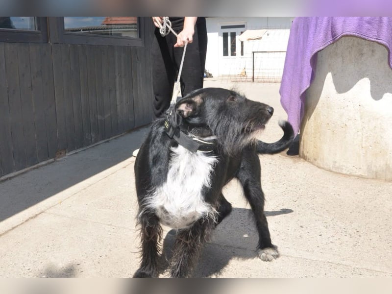 Familienrüde Tinko  - Schnauzer-Mix sucht sein Glück