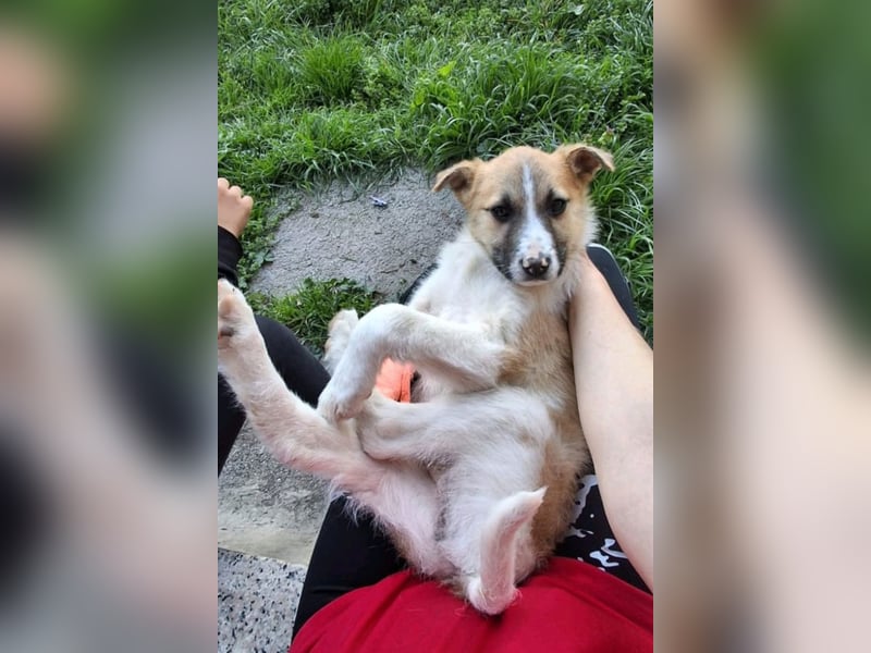 Ella ❤️ super liebes, junges Hundemädchen