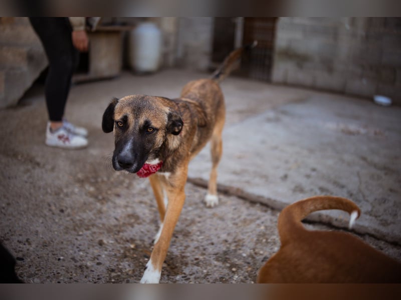 Liebste Lisa - die pure Lebensfreude auf 4 Pfoten