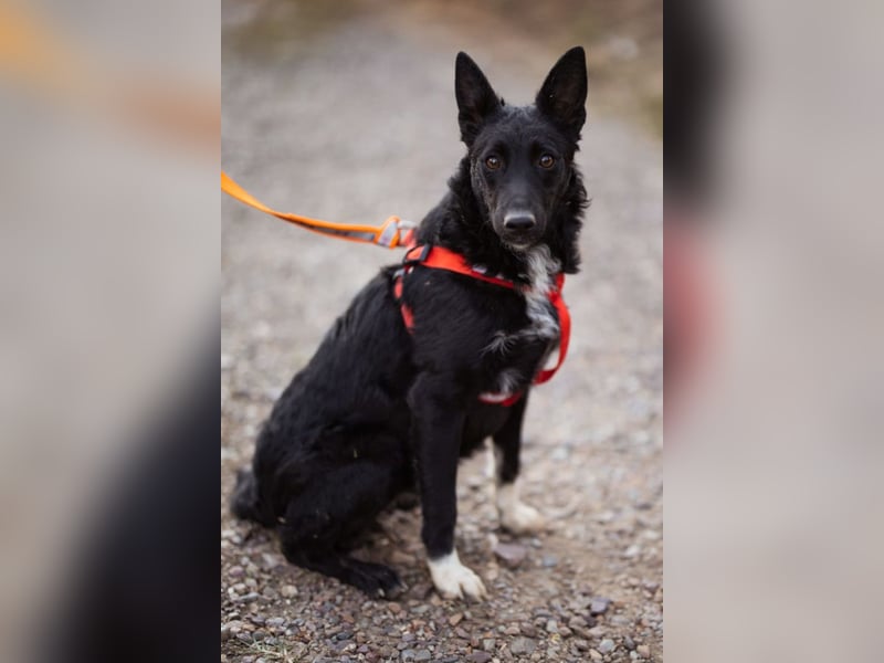 Betty ❤️ kuschlige, verspielte junge Hundedame
