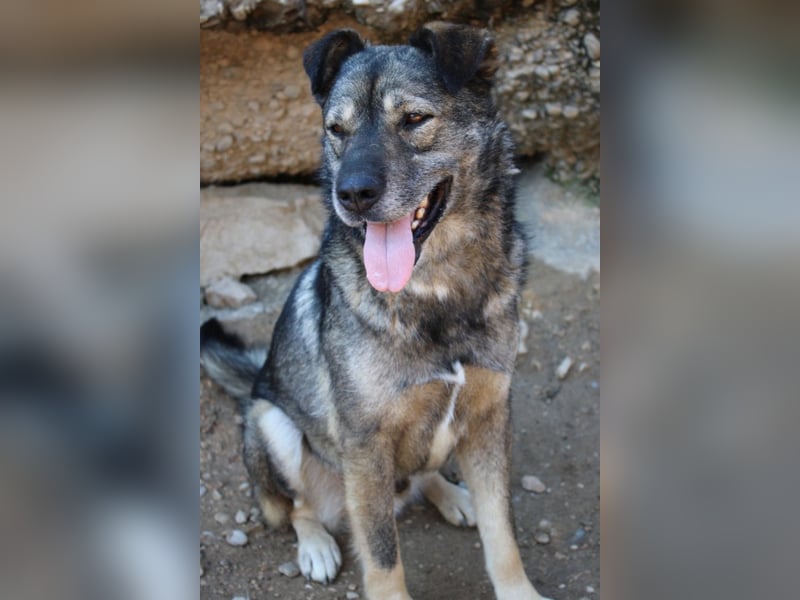 Medo ❤️ so gutmütig, liebevoll + sozial!