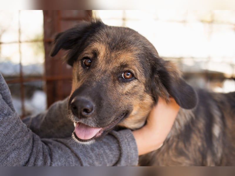 Jacky ❤️ junge Traumhündin sucht Zuhause