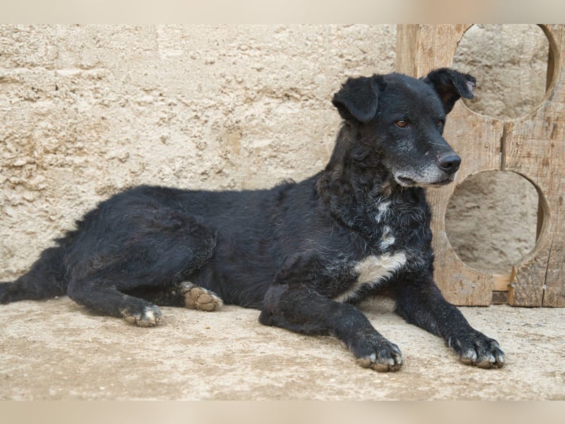 BIMAL❤️lieber, sozialer, katzenverträglicher Familienhund wartet schon in 67753 Aschbach