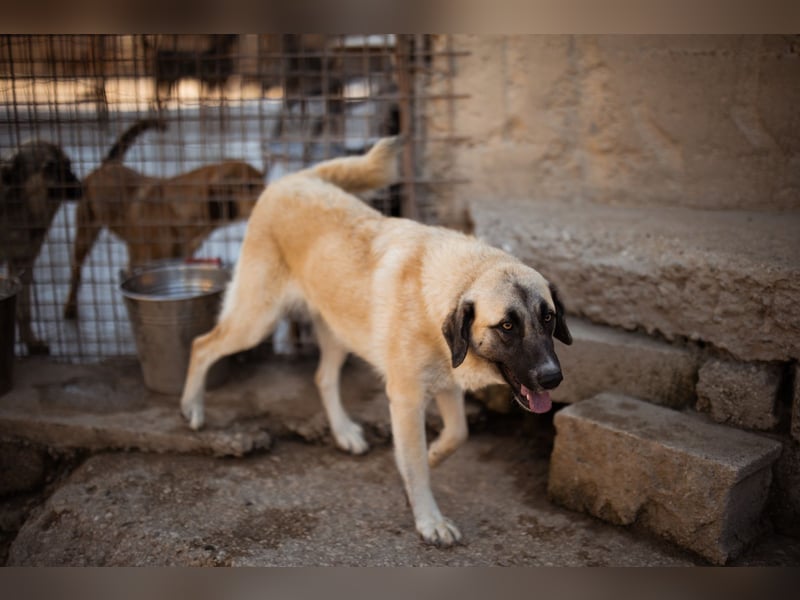 Sofia ♥️ liebe und aktive HSH-Mix-Junghündin