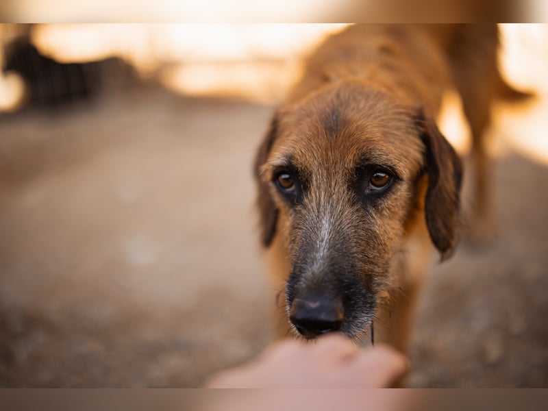 Sanfter ♥ Oscar ♥ wartet schon in 74749 Rosenberg