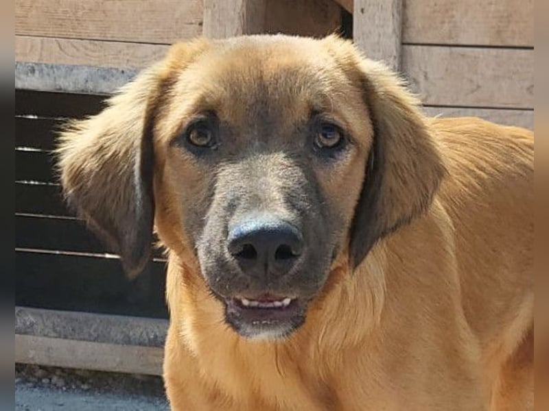 Schnuckel ♥Bettie♥ will spielen & kuscheln