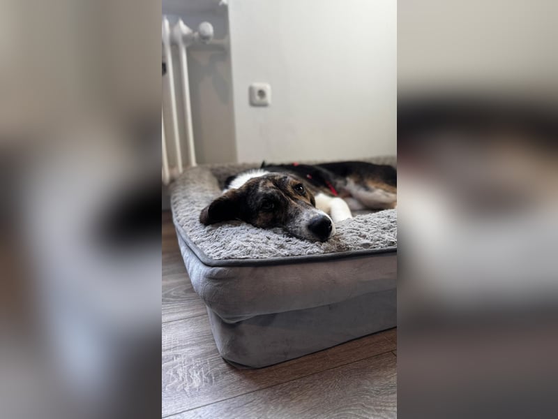 Zauberhafte Bini sucht ihre Menschen