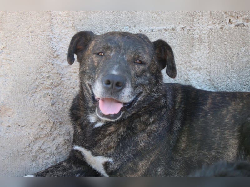 Ebelin ❤️ so herzensguter Familienhund!