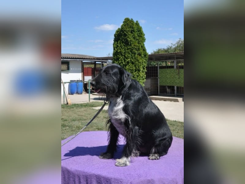 Familienrüde Tinko  - Schnauzer-Mix sucht sein Glück