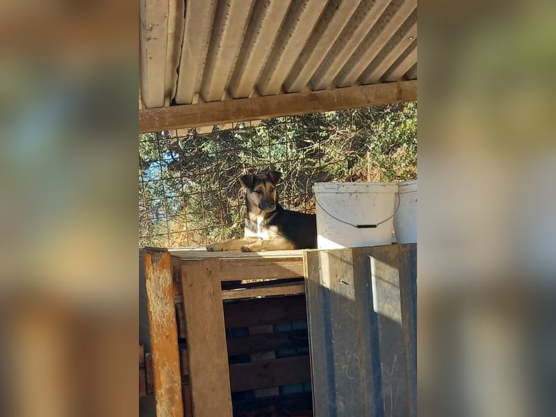 Zana ❤️ freundliche, sanfte junge Hündin