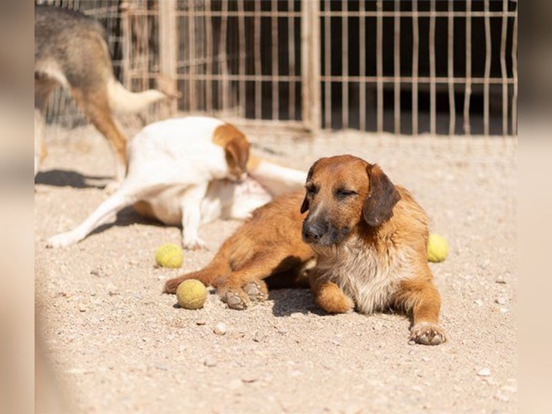 Sanfter ♥ Oscar ♥ wartet schon in 74749 Rosenberg