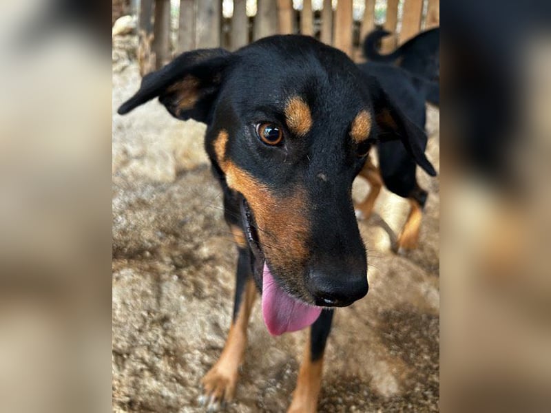 Lieber Mico ❤️ aufgeschlossen & verkuschelt!