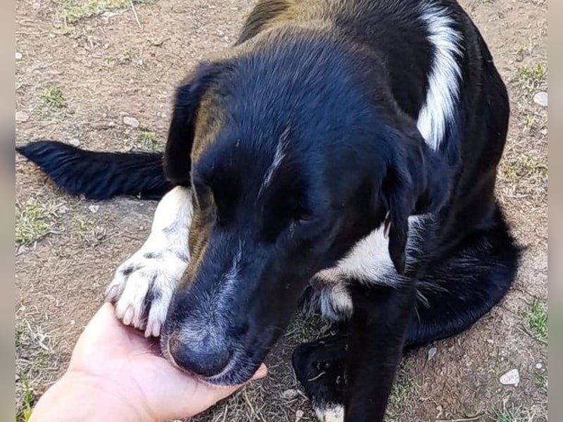 Lieber ♥ Yuri ♥ liebenswerter verträglicher Rüde ♥