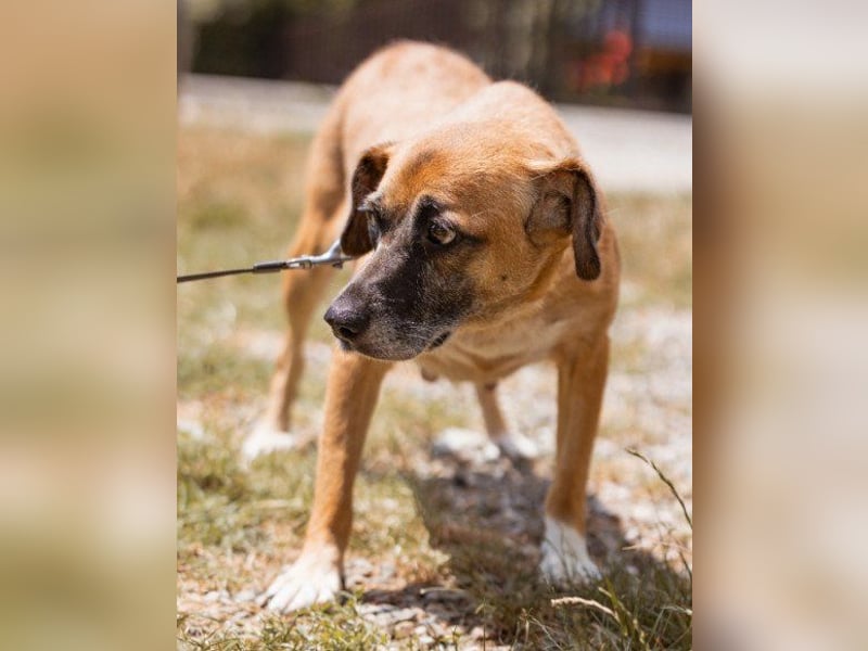 Liebste ♥Senka♥ mit einem großen Herzen