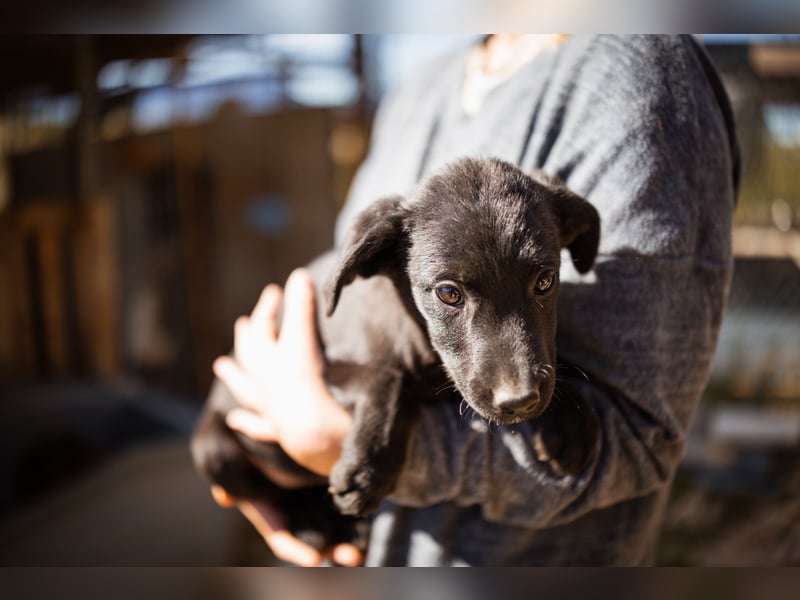 Ljubavi ❤️ junger, lebensfroher Hundebub