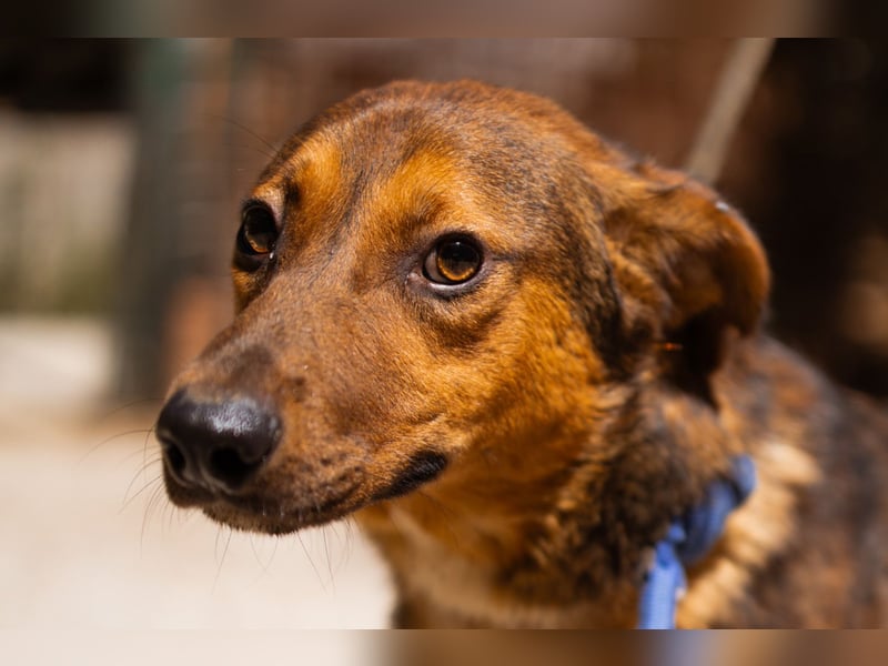 HUGO❤️wer zeigt diesem liebenswerten Charmeur, wie sich Zuhause anfühlt?