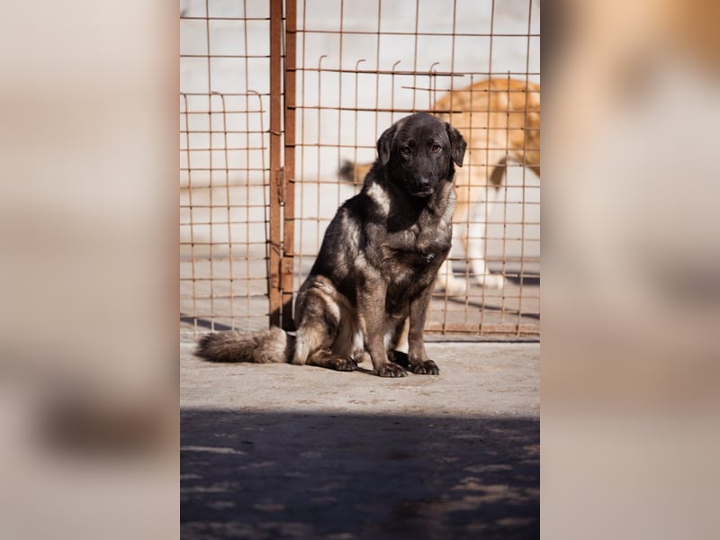 Viva - schüchtern und liebevoll ♥︎