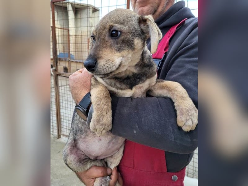 Lebensfrohe ♥ Pika ♥ sucht ihre treuen Menschen