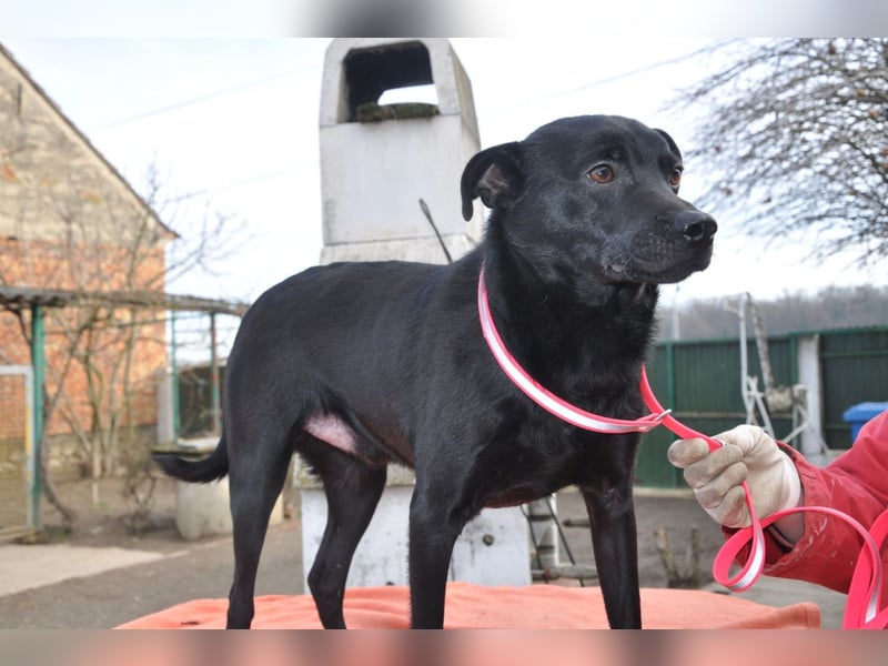 MOUSY❤️freundlicher, schüchterner Sonnenschein und katzenverträglich