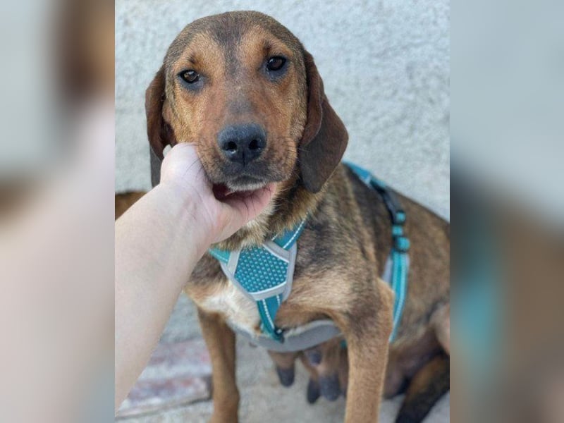 Reina in 01640 Coswig