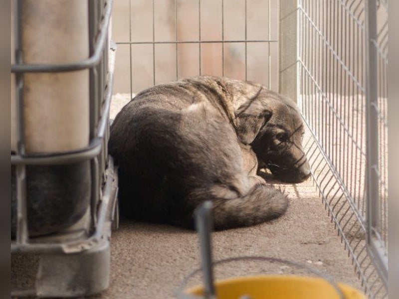 Viva - schüchtern und liebevoll