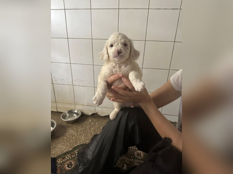 Welpenmädel CURLY wünscht sich ein liebevolles Daheim