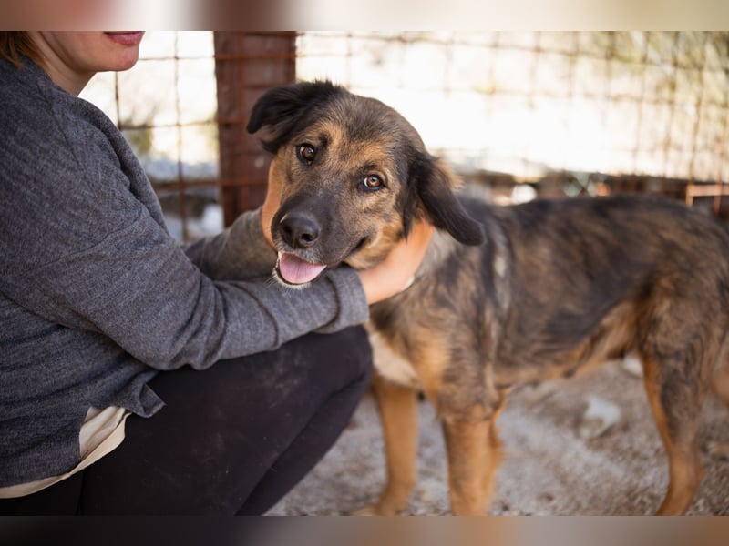 Jacky ❤️ junge Traumhündin sucht Zuhause