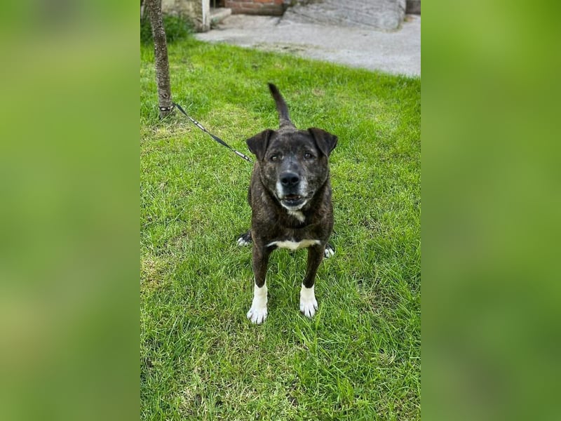 Ebelin ❤️ so herzensguter Familienhund!