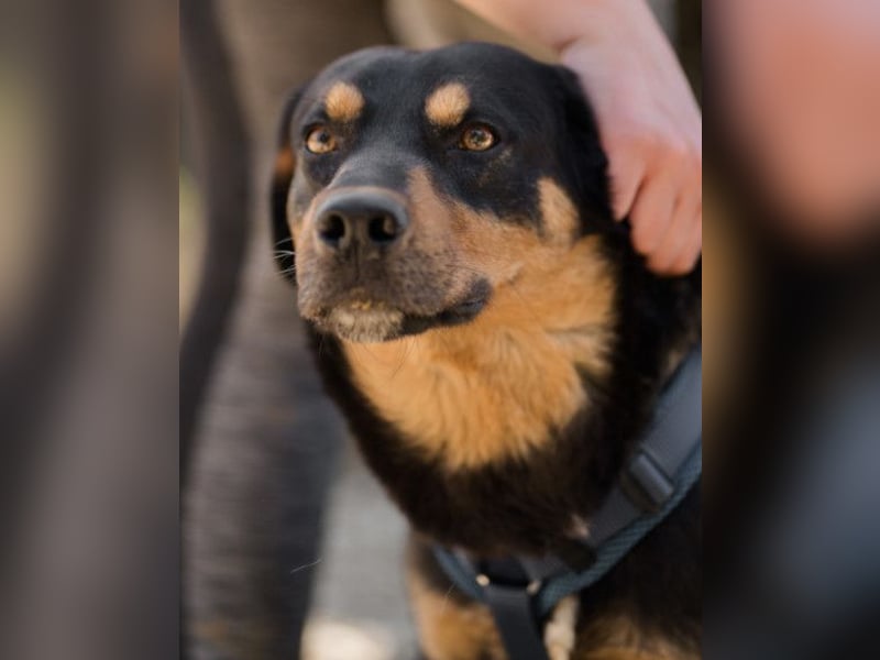 Mico ❤️ aufgeschlossen & verkuschelt!