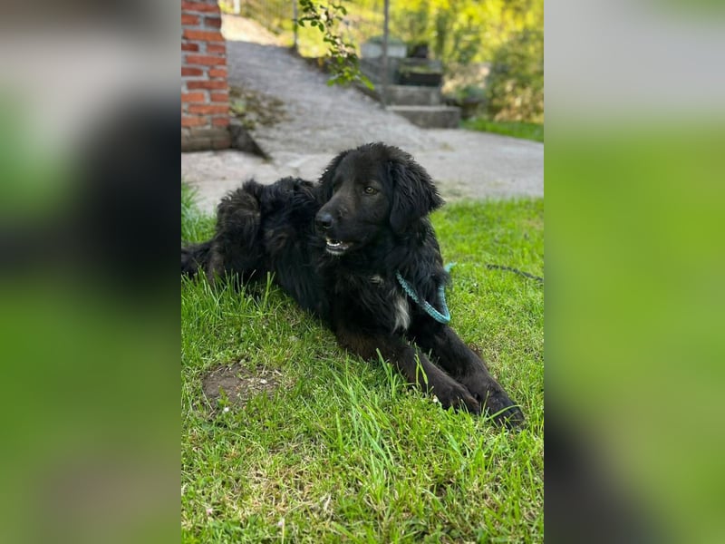 BIMBO❤️freundlicher, ruhiger Fellschnuffel - liebt einfach alles und jeden um sich herum