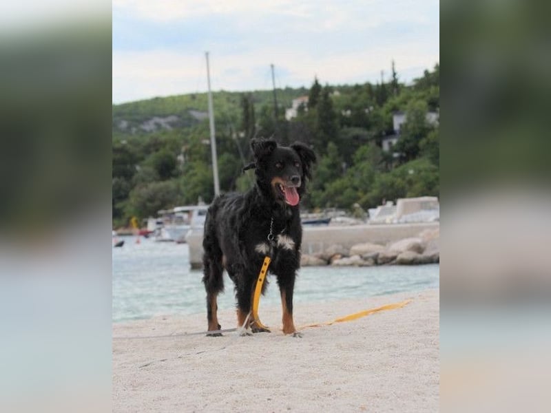 Dina ❤️ sanfte und so liebe Hündin!