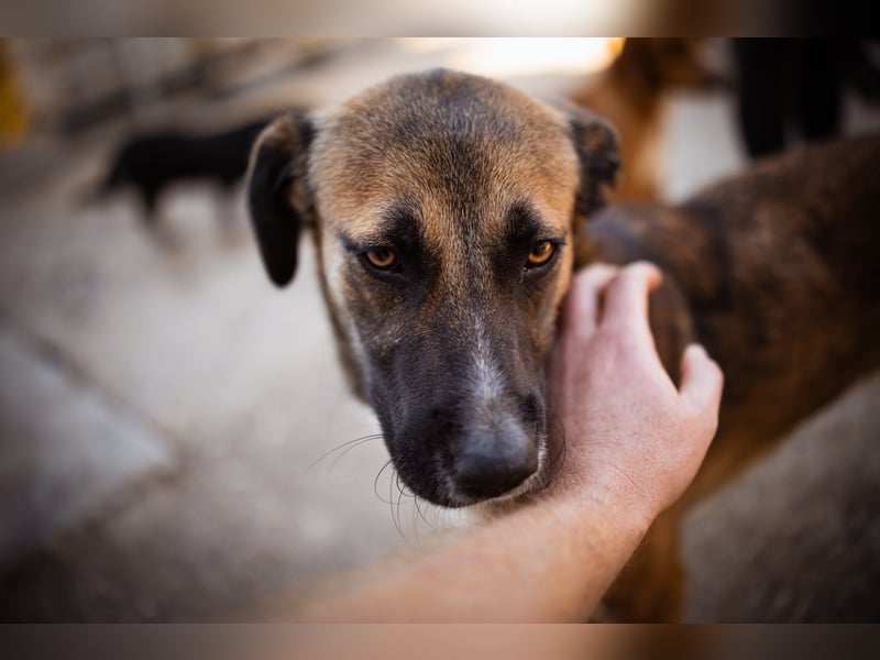 Liebste Lisa - die pure Lebensfreude auf 4 Pfoten