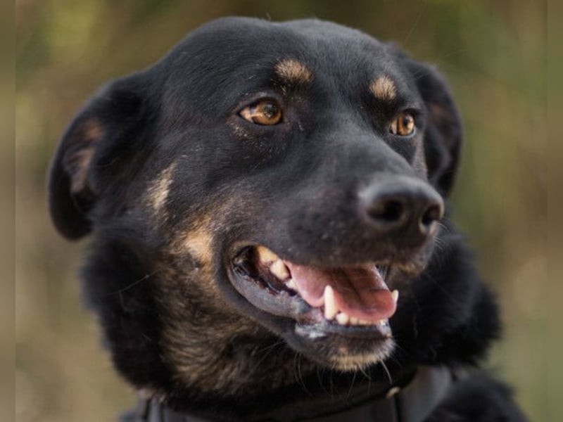 Percy ❤️ aufgeschlossener & verkuschelter Hundeschatz!