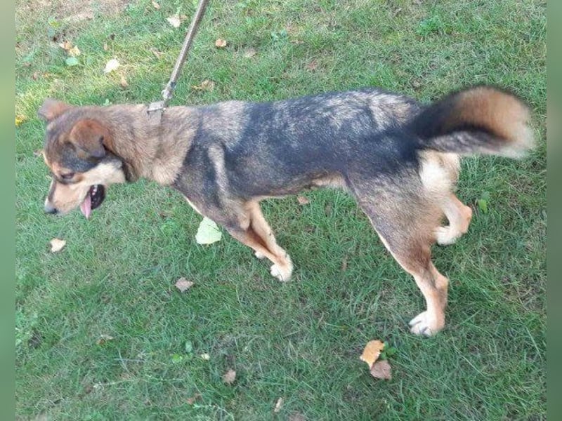 freundliche, liebevolle Mix-Hundedame Lizzy