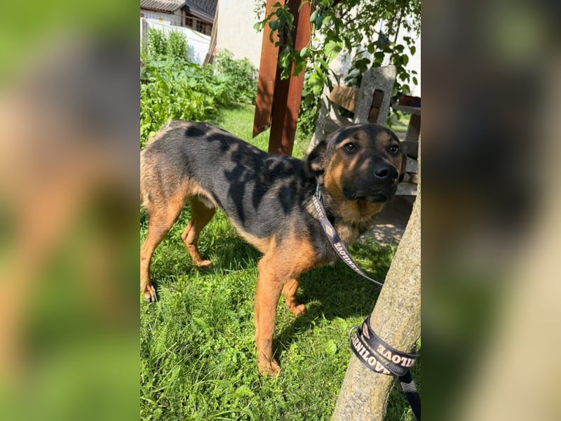 Katzenfreund Oskar - sanfter verschmuster Rüde