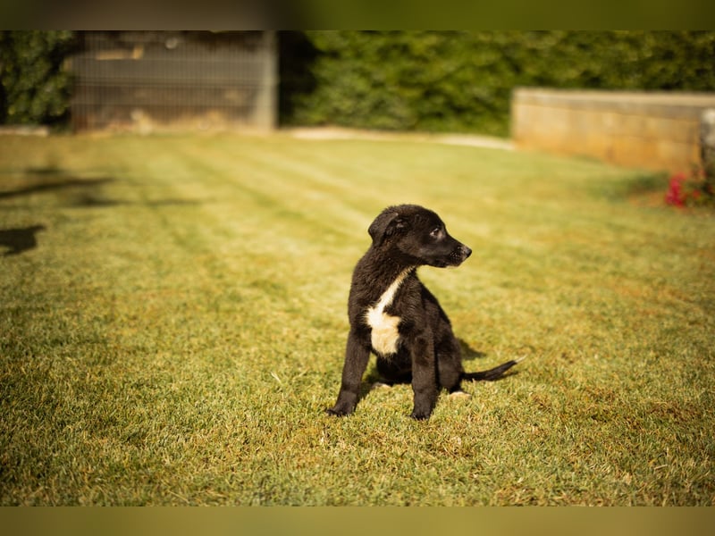Taya ❤️ frohes, neugieriges Welpenmädl