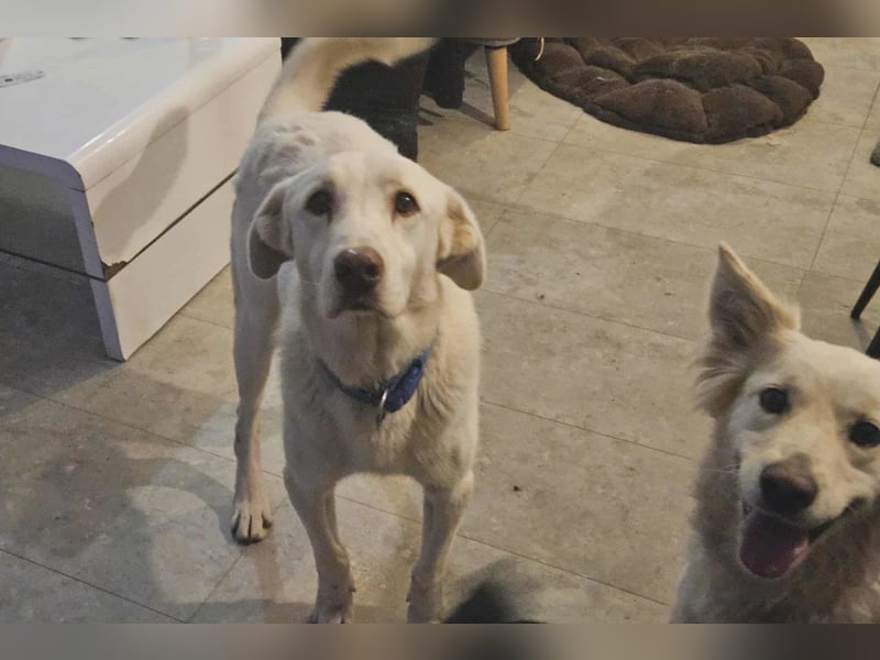 OldBoy ♥ ARON ♥ liebt Kinder, Artgenossen und auch Katzen