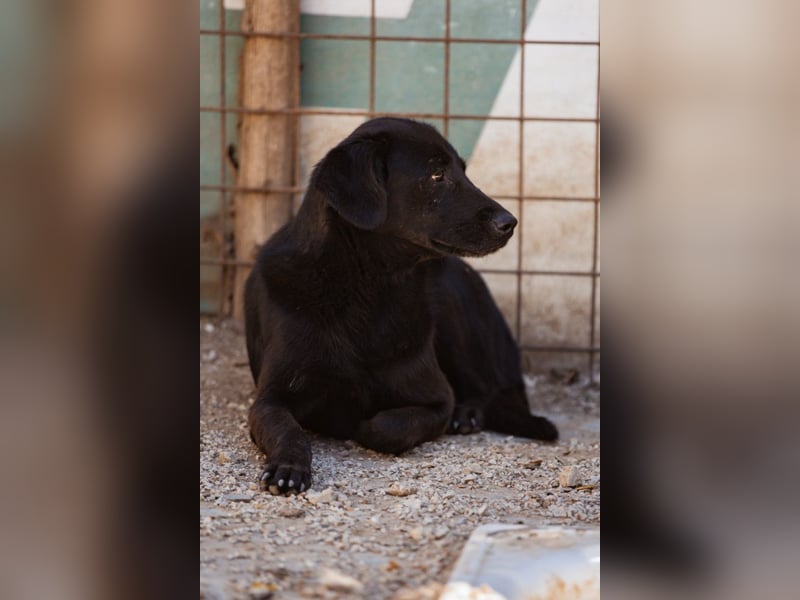 PRINCE❤️sanfter, sozialer Hundebub wartet auf seine Chance