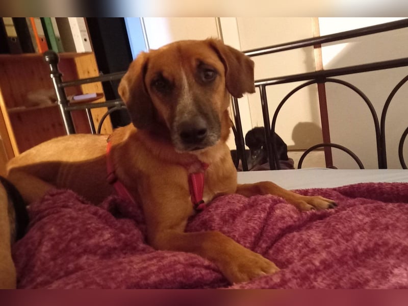 Sanfter ♥Amigo♥ erwartet dich bereits in 74749 Rosenberg