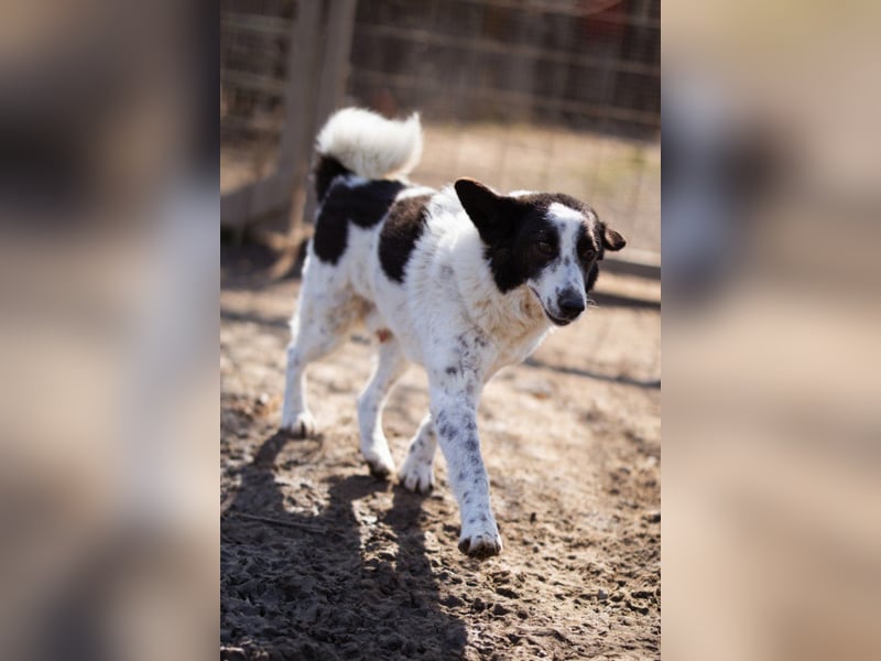 Toller Rüde ♥Thor♥ ruhig & ausgeglichen mit einem kleinen Tick