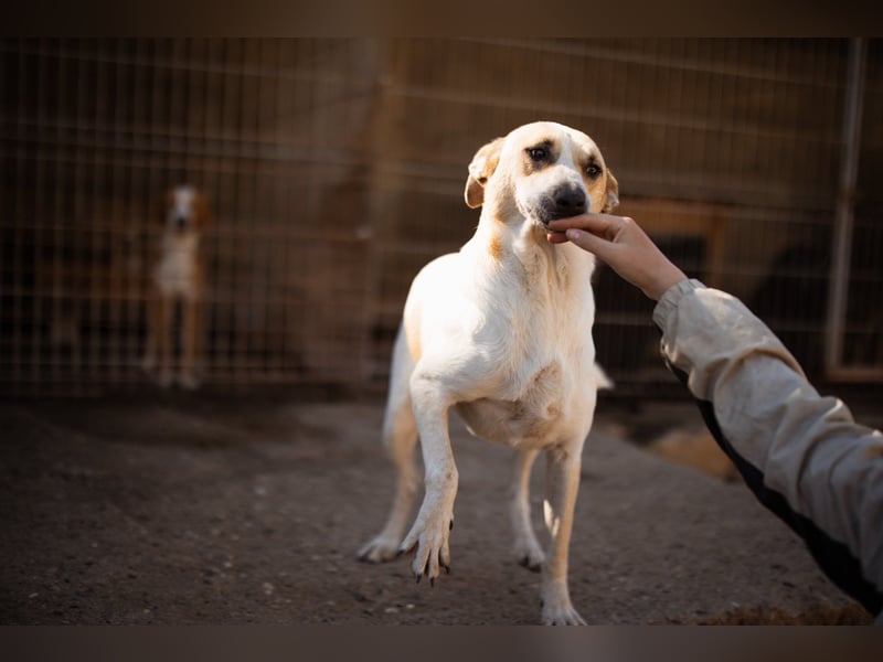 Liebe Nala möchte bei dir einziehen ❤