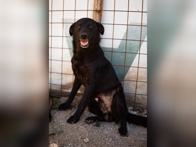 Black-Beau ♥ Sasha ♥ noch schüchtern - verständlich - aber herzlich