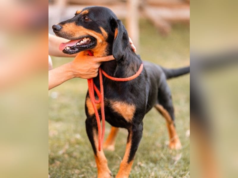 Lieber, aufgeschlossener Bliss ❤️ sucht sein neues Zuhause