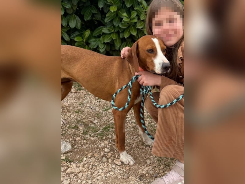 Linda ❤️ fröhliche, sanfte junge Hündin!