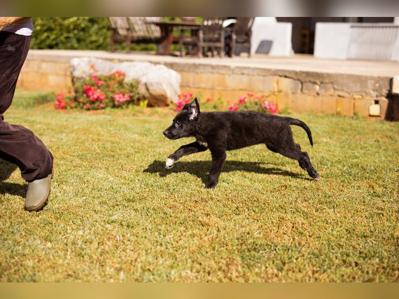 Junger Cosmo - charmanter Schäfi-Mix-Bub