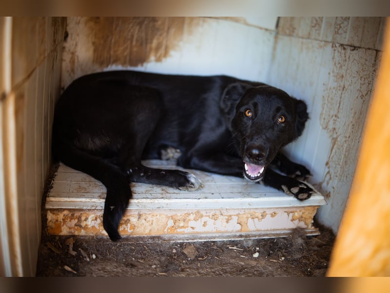GARA❤️ruhige, sanfte und menschenbezogene Kuschelperle