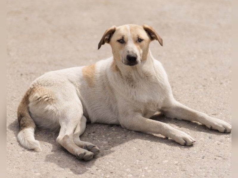 Liebe Nala möchte bei dir einziehen