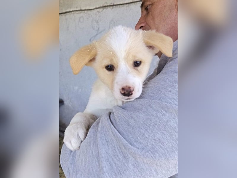 Welpin ♥Tina♥ hofft nun darauf ihre lieben & treuen Menschen zu finden